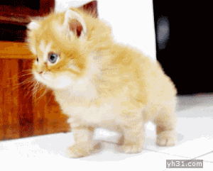 喵喵，可爱萌猫呼唤主人