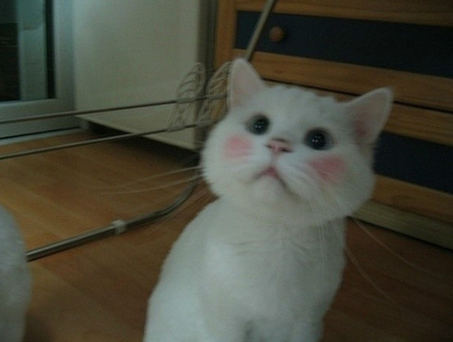 一脸苦逼相的猫咪
