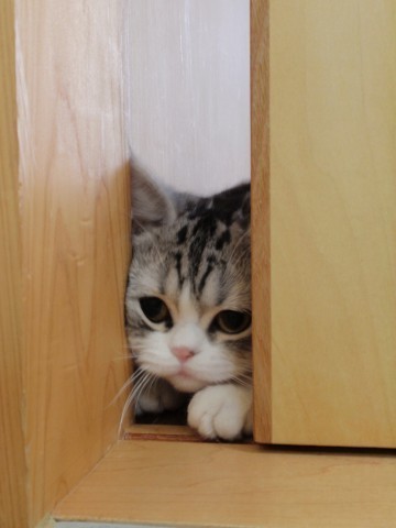 在门缝边偷看的猫咪