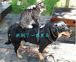 驾驾驾，猫猫找到一匹黑马
