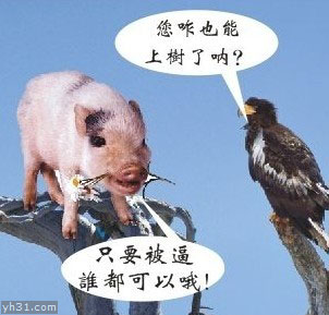 只要被逼急了，猪也可以上树