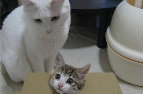 大猫围观纸盒里的小猫