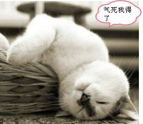 白猫猫气到倒在地上