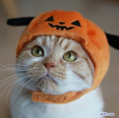 戴帽帽的猫大人