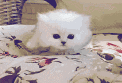 喵，呼唤主人的萌猫