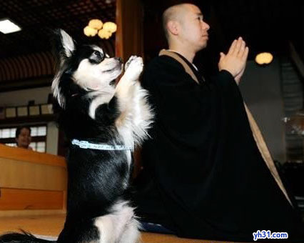 狗狗也来拜菩萨