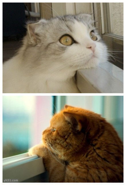 喜欢爬窗户的萌猫咪