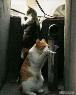 趁主人不在，猫咪偷烟抽