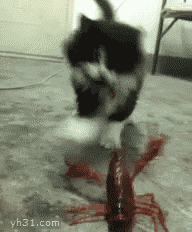 猫猫跟螃蟹打架，毫不畏惧