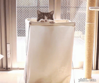 猫咪伸出脑袋偷望