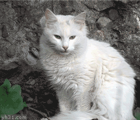用平底锅把猫咪的脸打变形
