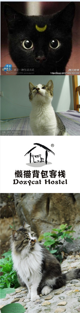 懒猫的悠闲生活