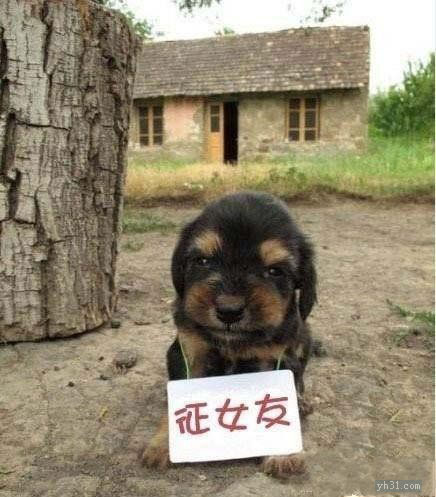 有住房的黑狗征女友