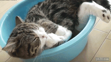 不停舔爪子的猫咪