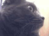 转头惊呆的黑猫猫