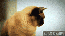 猫咪转头的一瞬间，偶震惊了