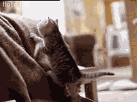 猫咪爬上床跟主人亲热
