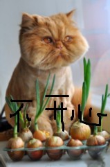 猫猫不开心，嘟嘴生气