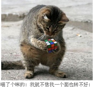 喵了个咪的，我就不信我玩不转这个