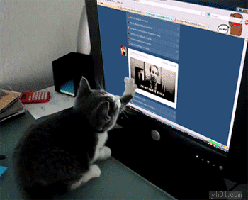 猫咪用爪子玩电脑