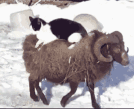 猫咪骑在羊身上