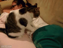 养一只能帮主人按摩的猫咪