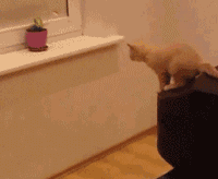 估算距离不准，猫咪掉下去了