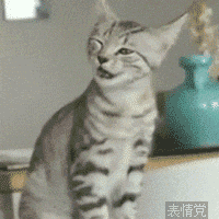 生气叫唤的小猫