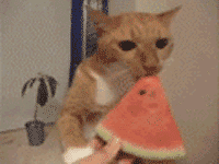 猫咪啃西瓜