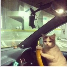 开车的猫司机