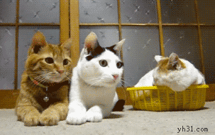 两只好动的猫和一只睡猫
