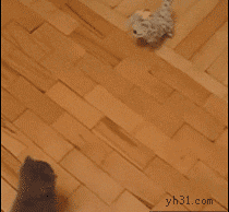 猫咪主动攻击小玩具