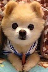 萌狗的萌眼神