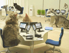  一群在办公室里工作的猫猫们
