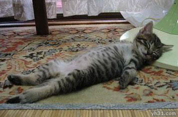 猫咪仰天向上睡觉