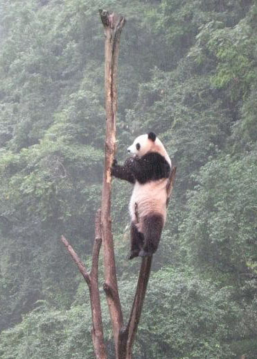 小样的熊猫，爬得真高啊
