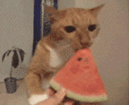 大口吃西瓜的小猫