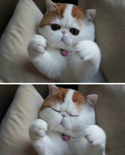 猫猫伸爪子扮萌给你看