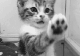 挥舞爪子的小猫
