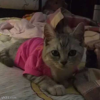 猫猫炯炯有神的眼睛
