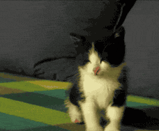 站着打瞌睡的小猫