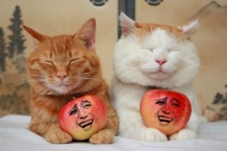 两只抱着苹果的小猫