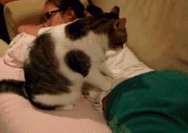 家里养这样的猫咪真是福音呐