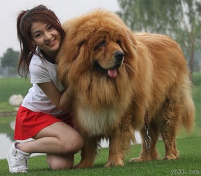 美女与松狮