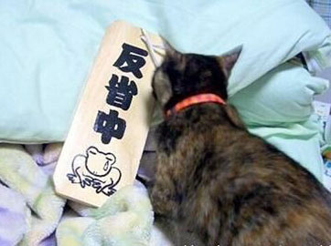 猫猫在深刻的反省中