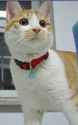 精神十足的猫猫