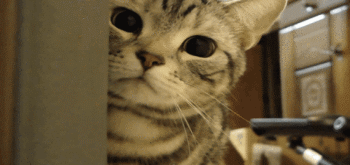 我是一只萌猫，我来偷偷围观