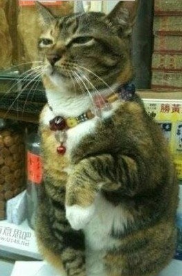 真猫假扮招财猫
