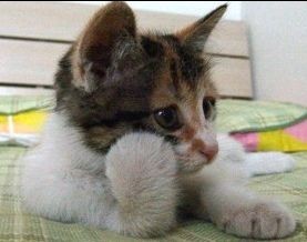 猫咪也想静静了