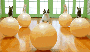一群猫猫玩呼啦圈